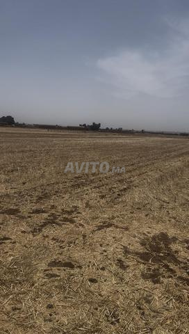 Il y a un terrain à Ouled Said à 16 km de Berrechid