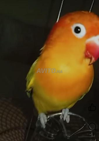 ملف جاهز للبيع - 2