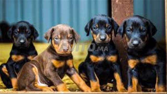chiot dobermann - 2