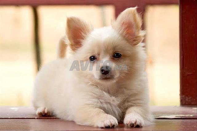 Chiot Pomsky mâle - 2