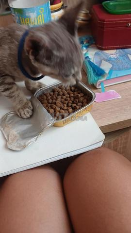 Chats domestiques✨️😽 - 2