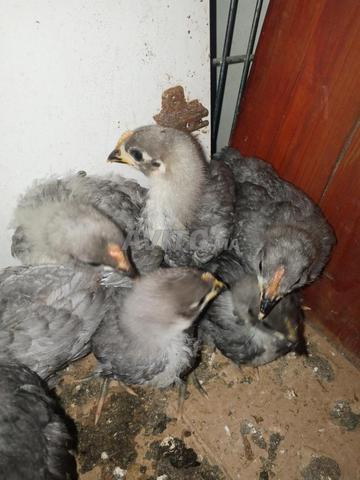 Poussins Australorp bleus âgés de 15 jours 🐣