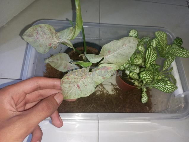 Terrarium et plantes d'intérieur - 2