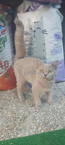 🐱 سكوتيش – قطة صغيرة رائعة 🐱 - 2