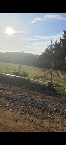 🌿 Terrain agricole à vendre de deux hectares à Sidi