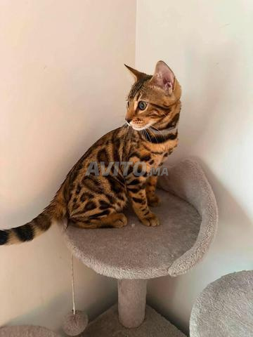 Bengal de qualité - 2