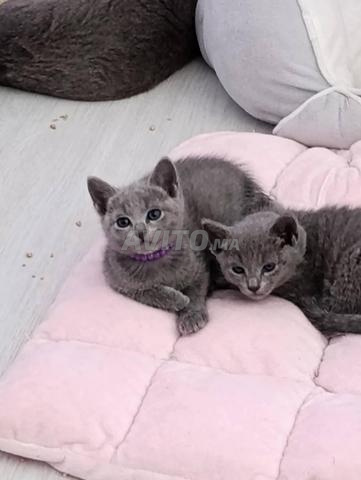 Bleu russe (russian blue) race pure  - 2