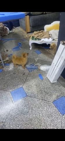 Magnifiques chiots à vendre⁠ - 2