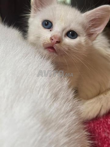 Chaton de maison