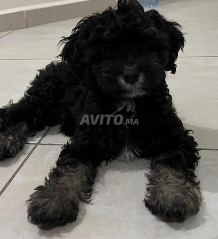 Chien Bichon - 2