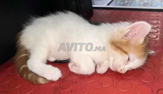 Petite chatte à adopter - 2