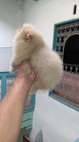 Spitz nain - 2