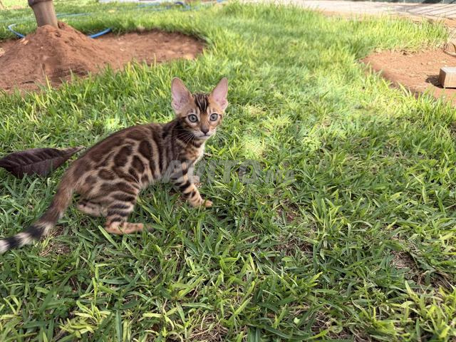 Femelles Bengal disponibles