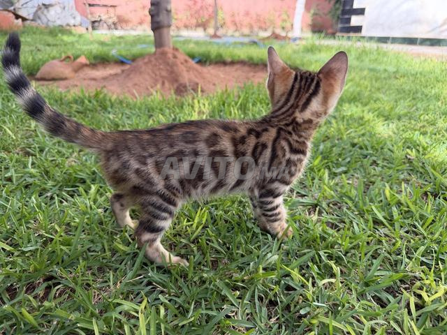 Femelles Bengal disponibles