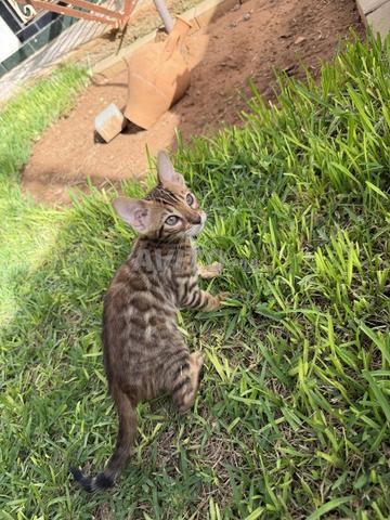 Femelles Bengal disponibles