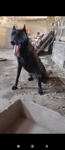 Mâle Malinois - 2
