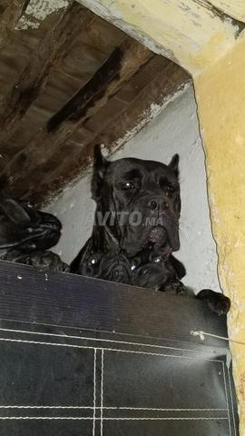 Femelle Cane Corso Gris Béranger - 2