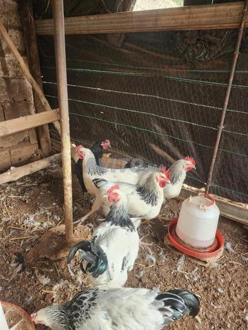 Poulets Sussex - 2