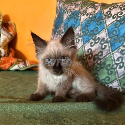 Himalaya à vendre