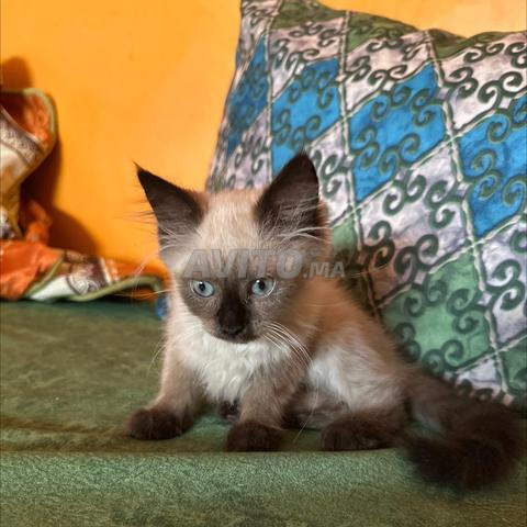 Himalaya à vendre - 2