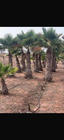 مزرعة للبيع بير جديد - 2