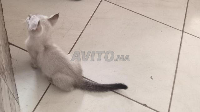 Chaton sibérien femelle de deux mois à vendre. - 2