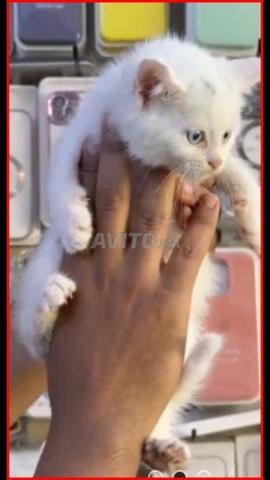 Le chat Angora Turc - 2