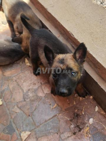 Vente de chiens malinois - 2