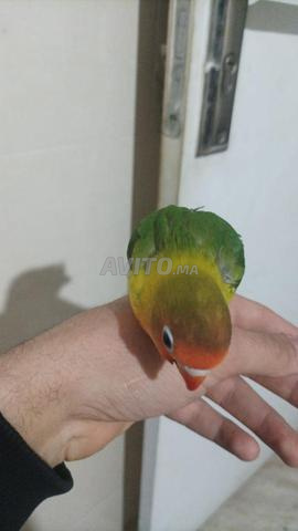 فراخ طيور فيشر - 2