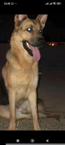 كلب راعي 🐕