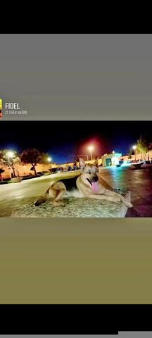 كلب راعي 🐕 - 2