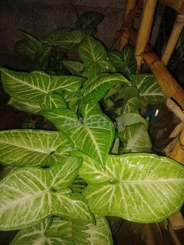 Plantes de Syngonium pour la décoration intérieure - 2