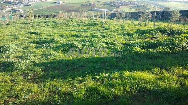 TERRAIN AGRICOLE de 1000 m² à Sidi Yahya Zaer