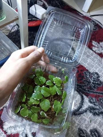 نباتات فيتونيا لنباتات التيرايوم - 2