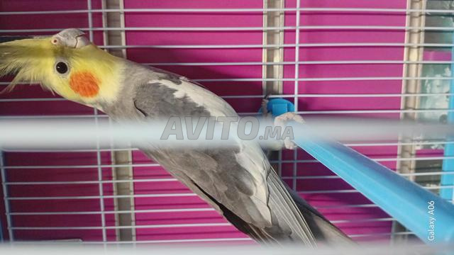 Calopsitte oiseau mâle - 2