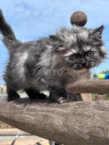 Chaton Scottish Fold et Scottish Straight