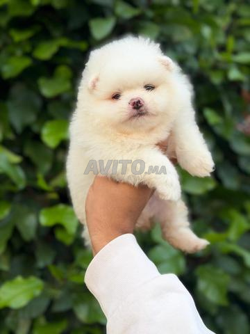 Des chiots Spitz Poméranien - 2