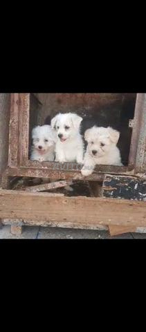 Super chiots Bichon Maltais pure race - 2