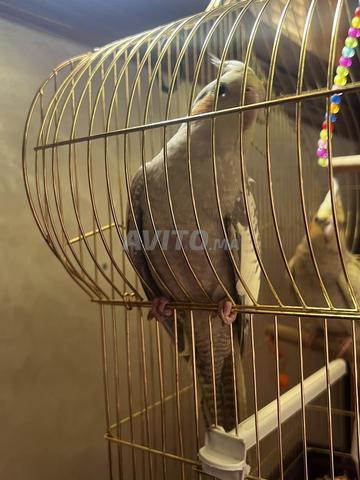 2 كوكاتيل مع قفصهما - 2