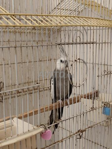 طائر الككاتو الرمادي للبيع - 2