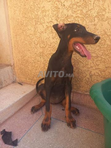 جـراء دوبرمان متوفرة 🐾🐶 - 2
