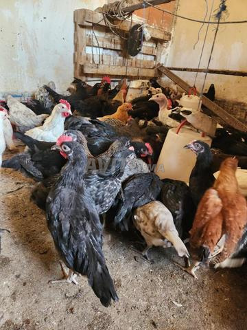 مريرت إقليم بني ملال خنيفرة - 2