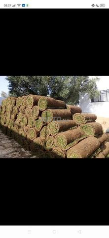 عشب طبيعي وتنسيق حدائق - 2