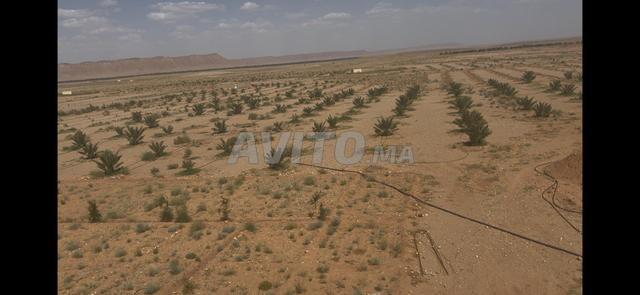 مزرعة 6.5 هكتار للبيع - 2