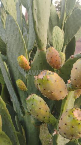 القرية الشمسية الصويرة - 2