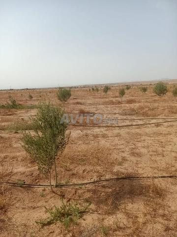 مزرعة مسجلة - 2
