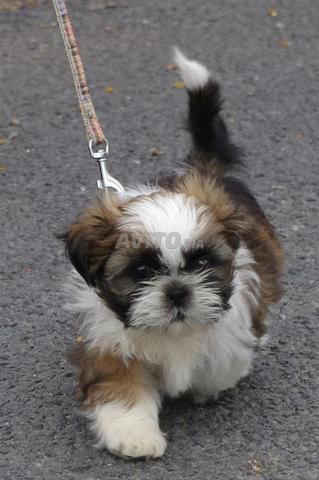 Chiots shitzu de race pure