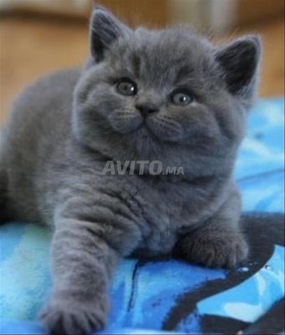 Chaton Chartreux pure race
