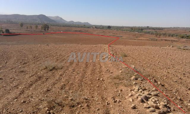 TERRAIN 4 HECTARES - 2