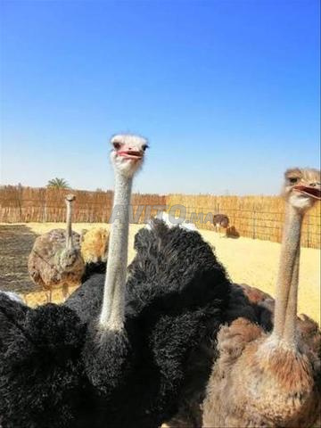 نعام للبيع